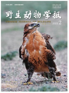野生動物學(xué)報(bào)雜志