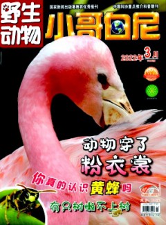 小哥白尼·野生動物畫報(bào)